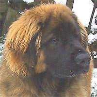 Maybe you would like to learn more about one of these? Leonberger Dog Our Dogs Magazine Pedigree Dog Breeder Directory Showdogs Stud Dogs Puppies For Sale