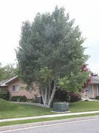 Image result for Prairie Gold