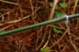 Image result for Melinis minutiflora