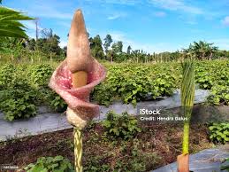 Image result for Amorphophallus goetzei