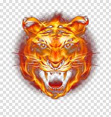 Download tiger logo png clipart clip art tiger face. Orange Flame Tiger Face Illustration Tiger Fire Fierce Fire Tiger Transparent Background Png Clipart Hiclipart