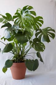 Indoor Potted Plants Delivered To Your Door The Sill Plants Indoor Plants House Plants