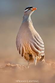 Small Grey Bird With Black And White Striped Head Pin On Birds Partridges Francolins Spurfowl