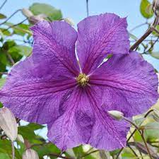 Check spelling or type a new query. Clematis Victoria Jackmanii Group