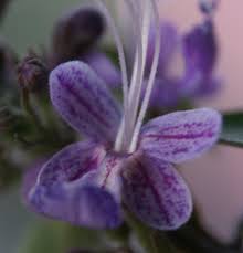Image result for Caryopteris odorata