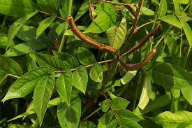 Image result for Senna occidentalis