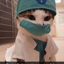 Gunaydin Instagood Kedicik Petsagram Kedi Petstagram Lovecats Animallover Kitten Kedim Smile Minnos Fun Cute Cat Gif Doctor Cat Baby Cats