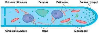 ОСОБЛИВОСТІ БУДОВИ ГРИБІВ: ГРИБНИЦЯ, ПЛОДОВЕ ТІЛО. РОЗМНОЖЕННЯ (НА ...