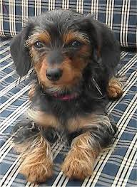 Dorkie Pictures And Photos Dachshund Yorkie Hybrid Pics Dog Breeds Pictures Dachshund Mix Cute Dog Mixes