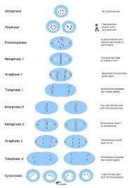 What Is A Meiosis Phases Diagram Quora In 2019 Igcse