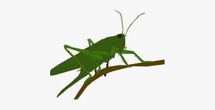 Many undescribed species exist, especially in tropical wet forests. Grasshopper Insect Caelifera Animal Locust Svg Grasshopper Icon Png Image Transparent Png Free Download On Seekpng