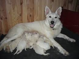 Puppy mills are awful places where dogs are kept in crowded cages and used only for breeding. White German Shepherd Puppies For Sale In India Zoe Fans Blog German Shepherd Puppies White German Shepherd Puppies