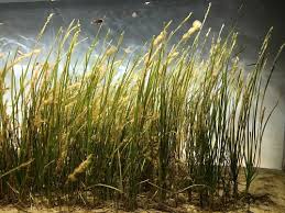 Image result for Zostera capensis