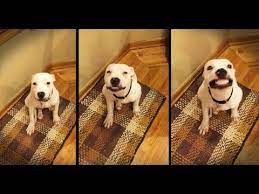 peynir deyince kameraya gulumseyerek poz veren kopek dog smiles for the camera say cheese foster dog dogs foster puppies