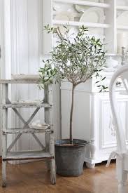 Lovely Danish Interior Indoor Olive Tree Olive Tree Indoor Trees