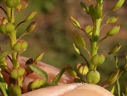 Image result for Lepidium bonariense