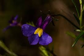 Image result for Monopsis decipiens