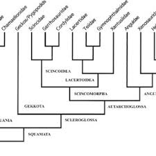 Vitt on wn network delivers the latest videos and editable pages for news & events, including entertainment, music, sports, science and more, sign up and share your playlists. Cladogram Of Lizard Relationships Modified From Pianka Vitt 2003 Download Scientific Diagram