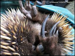 Echidna S Back Feet Face Backward Unusual Huh Echidna Weird Creatures Wildlife Animals