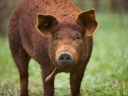 Incredible Chops Heart-attack Sauce From The Red Wattle Hog Pig Breeds Pig Dog Hives