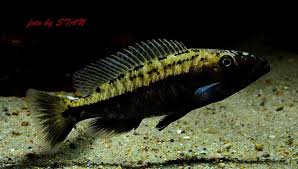 Image result for Macrotyloma tenuiflorum