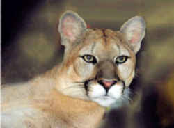 Check out all the adorable baby animals and livestock at the florida state fair! Florida State Animal Florida Panther Felis Concolor Coryi