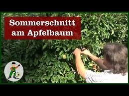 So empfiehlt sich die pflanzung zwischen anfang november und anfang april. Wann Schneidet Man Einen Apfelbaum Es Gibt Mehrere Zeitraume Wann Ein Apfelbaum Geschnitten Werden Kann Tipps Zum Schnitt Ein Apfelbaum Baum Obstbaumschnitt