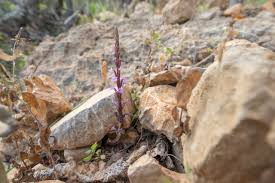 Image result for Striga gesnerioides