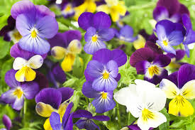 Maybe you would like to learn more about one of these? How To Grow Pansy Flowers When And Where To Plant Pansies