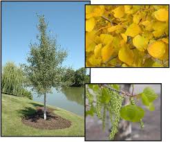 Image result for Prairie Gold