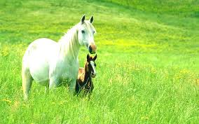 Brand new animal wallpapers and backgrounds available for download please contact us if you want to publish a bna: Animals Wallpaper Hd Horses