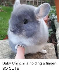 Baby chinchillas poki and loki demonstrate the art of squeaking! Cute And Cute Meme On Me Me