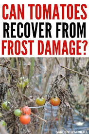 But although i may burn a. Can Tomato Plants Recover From Frost Damage