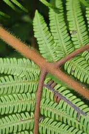 Image result for Cheilanthes quadripinnata