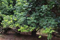 Image result for Trichilia quadrivalvis