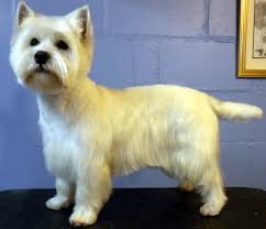 Nov 11, 2019 · whereas most breeds tend to reach adulthood at 18 months or so, it's often said that a labrador is pretty much still a puppy until it's 3 years old. One Fine Canine Pictures Westies Canine Pictures Dog Grooming