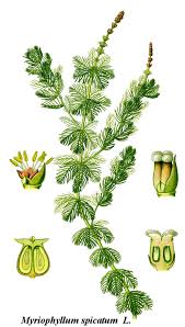 Image result for Laurembergia repens