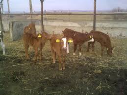 Case/vile de vanzare in localitatea suceava. Bovine De Carne Fermachiraleu