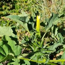 Image result for Datura ferox
