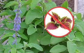 Image result for Coleus sylvestris