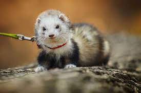 Totally Ferret Ferret Habitat