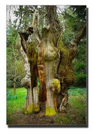 Half alive and half dead tree standing in the areas of landscape. Split Tree 1 2 Dead Half Alive The Dead Part Of The Tree Flickr