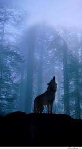 Check spelling or type a new query. 60 Wolf Wallpapers Hd 4k 5k For Pc And Mobile Download Free Images For Iphone Android