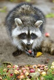 Raccoon Survives Month At Sea Eating Cardboard Animales Hermosos Mapache Pinturas De Animales