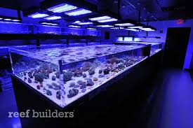 (6 days ago) with over 3000 gallons of saltwater livestock, we carry a wide range of corals such as; Tag Pet Store Reef Builders The Reef And Saltwater Aquarium Blog