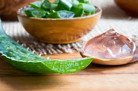 Hier werden jedoch auch andere teile der pflanze und nicht nur das innere mark der blätter verwendet. Aloe Vera Mehr Als Nur Eine Zimmerpflanze Freshmag