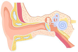 To convert mechanical signals from the middle ear into electrical signals, which can transfer information to the auditory pathway in the brain. The Ear Structure And Functions Blog Of Kiversal