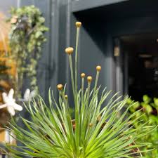 Image result for Syngonanthus angolensis