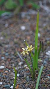 Image result for Tricalysia sp. D