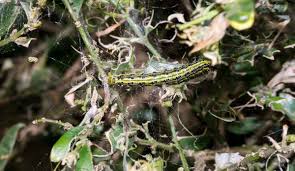 Image result for caterpillar box tree moth inside buxus plant